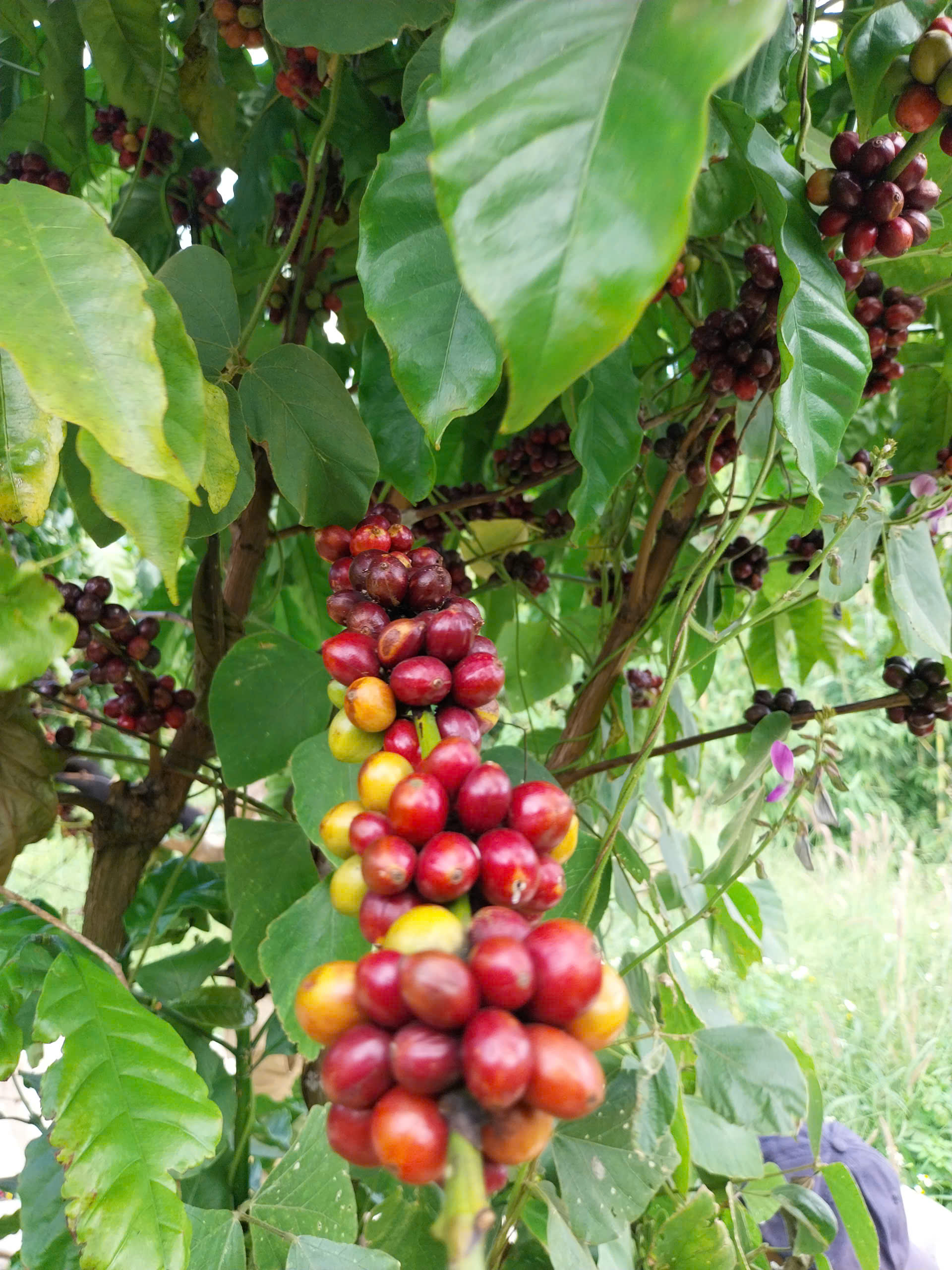 Hạt Cà Phê Arabica Xanh Lùn