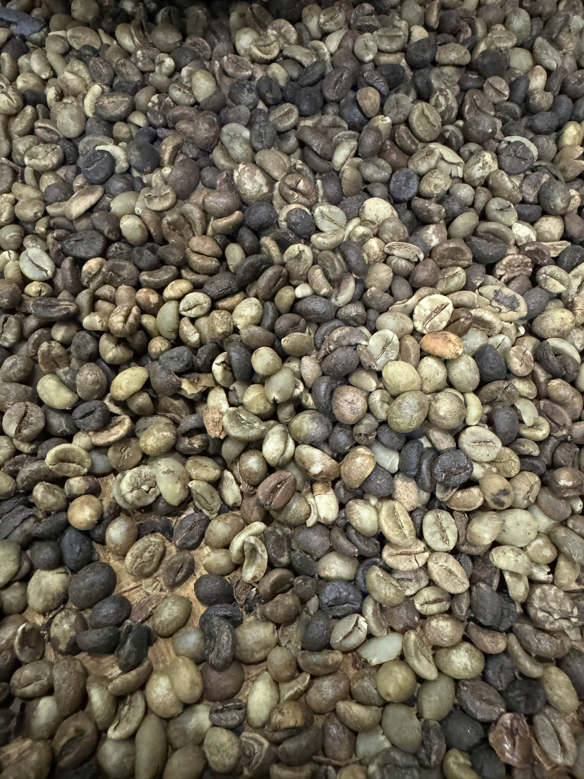 Cà phê Arabica Xanh Lùn
