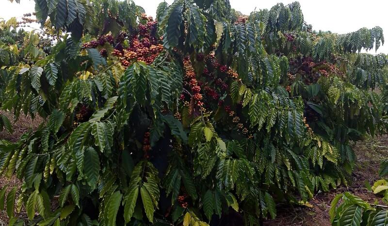 Cà phê Arabica Xanh Lùn